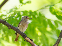 Phoenicurus phoenicurus