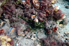 Scobinichthys granulatus