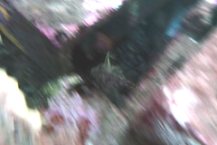 Scobinichthys granulatus