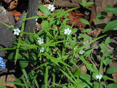 Pseudostellaria sylvatica