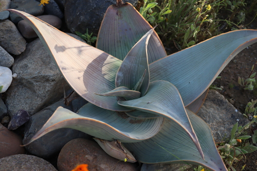 Image of Aloe karasbergensis by (c) Tony Rebelo, some rights reserved (CC BY-SA)