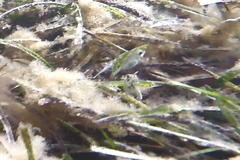 Scobinichthys granulatus