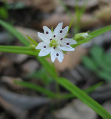 Pseudostellaria sylvatica