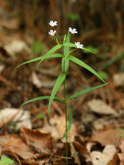 Pseudostellaria sylvatica