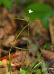 Pseudostellaria sylvatica