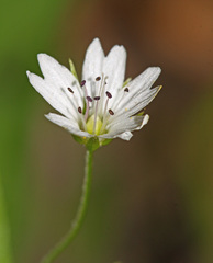 Pseudostellaria sylvatica