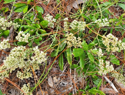 Image of Paronychia erecta by (c) Laura Gaudette, some rights reserved (CC BY)