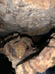 Gekko rhacophorus