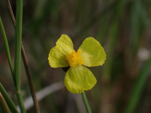 Xyris indica