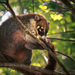 Coatis - Photo (c) rainaf, some rights reserved (CC BY-NC-SA), uploaded by rainaf