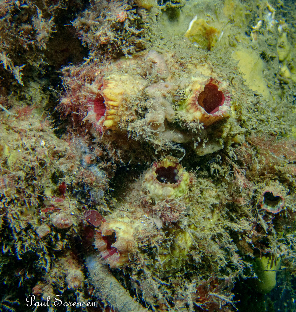 Pyura dalbyi