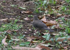 Turdus nudigenis
