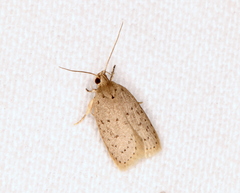 Brachynemata restricta