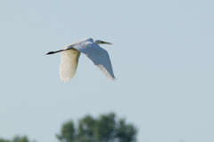 Ardea alba