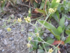 Potentilla breweri