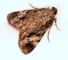 Enchesphora