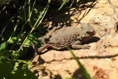 Phrynosoma ditmarsi