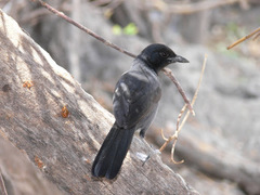 Laniarius funebris
