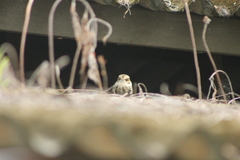 Hydropsalis cayennensis