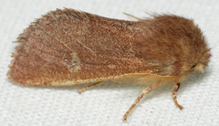 Psaphida styracis