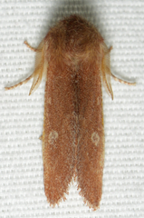 Psaphida styracis