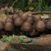 Mycena stipata - Photo (c) Татьяна, algunos derechos reservados (CC BY-NC), subido por Татьяна