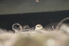 Hydropsalis cayennensis