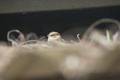 Hydropsalis cayennensis