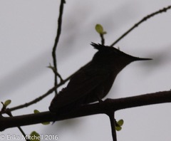 Orthorhyncus cristatus