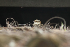 Hydropsalis cayennensis