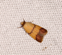 Heteroteucha translatella