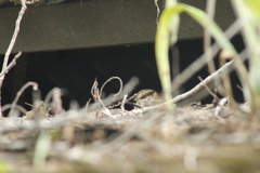 Hydropsalis cayennensis