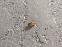 Orphanostigma haemorrhoidalis