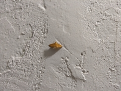 Orphanostigma haemorrhoidalis
