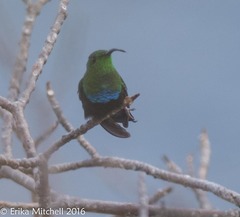 Eulampis holosericeus