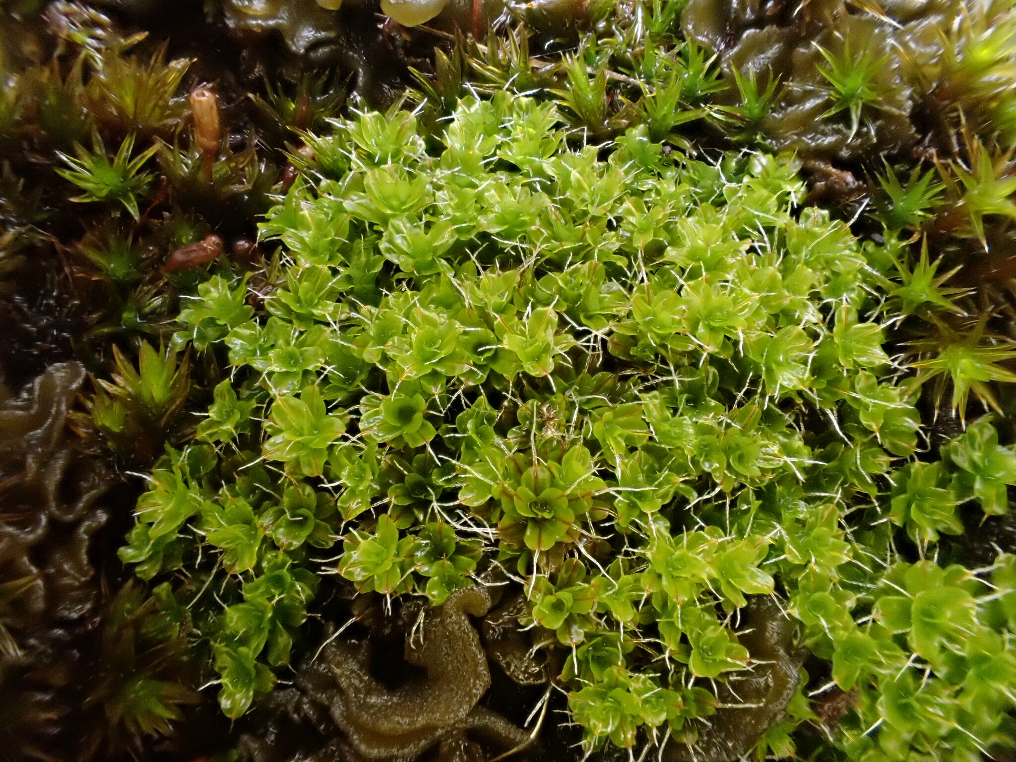 Syntrichia