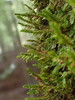 Lateral Cryphaea - Photo (c) Stefan Gey, some rights reserved (CC BY-NC), uploaded by Stefan Gey