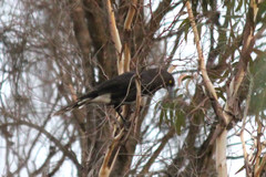 Strepera versicolor melanoptera