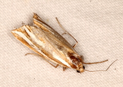 Hednota bivittella