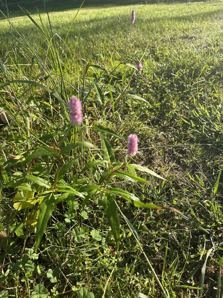 Pink Smartweed from Bubba Taylor Rd, Byhalia, MS, US on September 18
