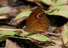 Mycalesis patnia