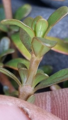 Coprosma ×kirkii