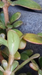 Coprosma ×kirkii