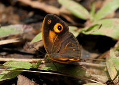Mycalesis patnia