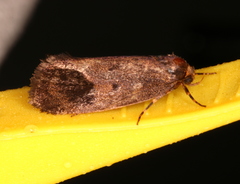 Pycnocera