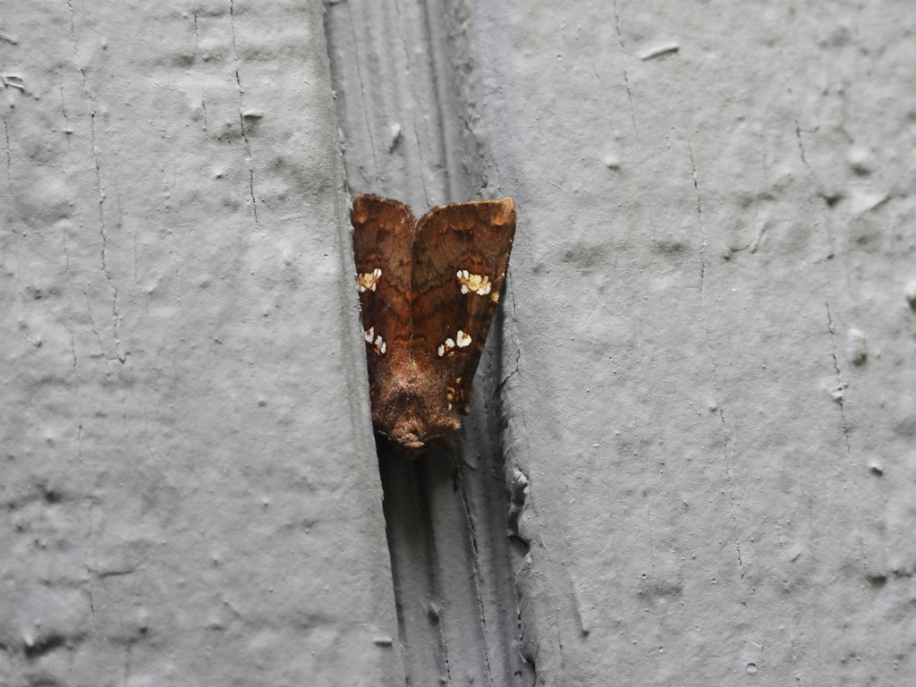 Meadow Rue Borer Moths
