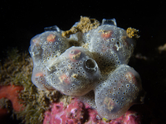 Didemnide gélatineux, Didemnide spongieux photo 2