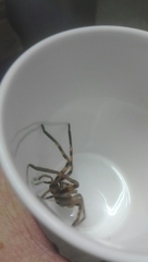 Palystes superciliosus