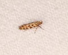 Otonoma anemois