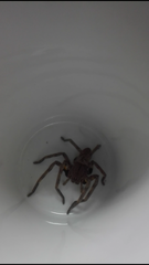 Palystes superciliosus